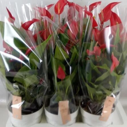 anthurium