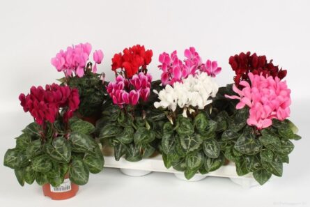 cyclamen mini