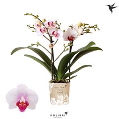 phal midi