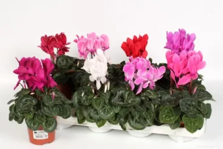 cyclamen midi
