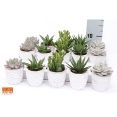 succulente cache pot 1