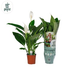 spathiphyllum grand