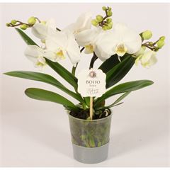 phalaenopsis BOHO