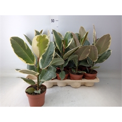ficus p12
