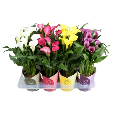 calla mix p14
