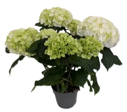 hortensia blanc