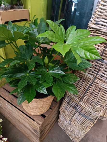 fatsia+panier
