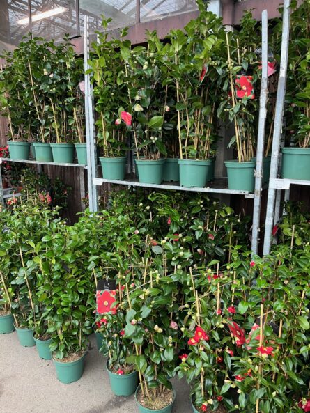 camelia espalier