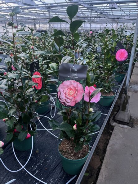 camelia p19