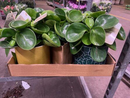 peperomia cache pot 2