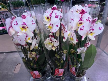 phal cascade moucheté