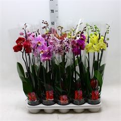 phal promo
