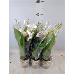 phal p9 blanc coeur rouge