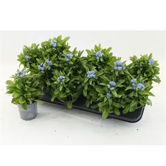myosotis bleu