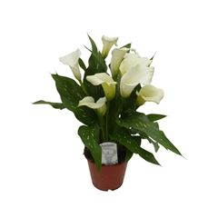calla blanc p14