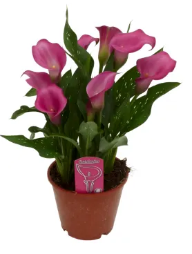 calla rose