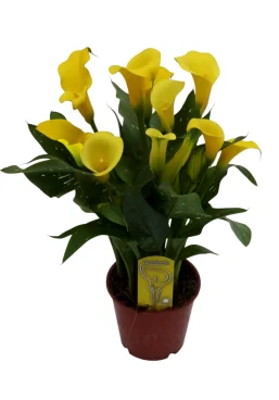 calla jaune