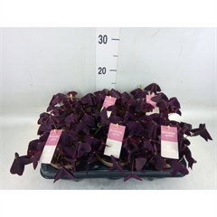 oxalis
