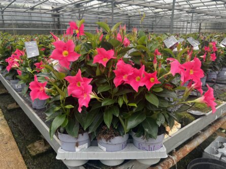 dipla p14 rose