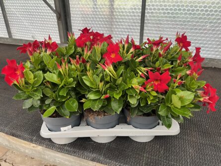dipal p17 buisson