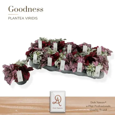 hypoestes