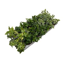hedera p9