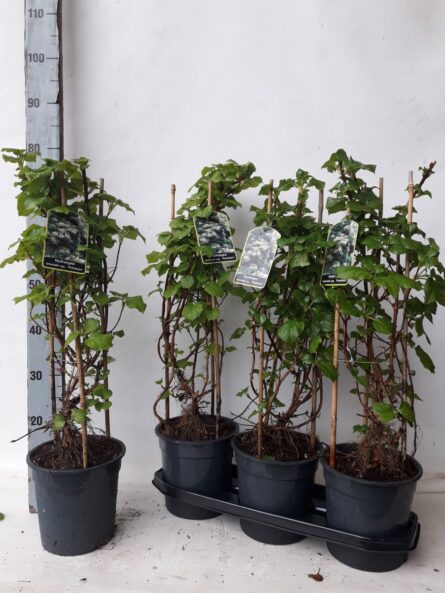 hortensia petiolaris