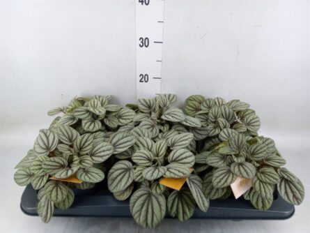 peperomia mystique