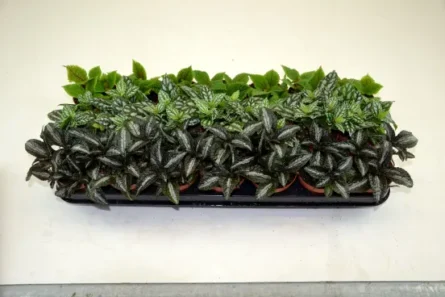 pilea p9