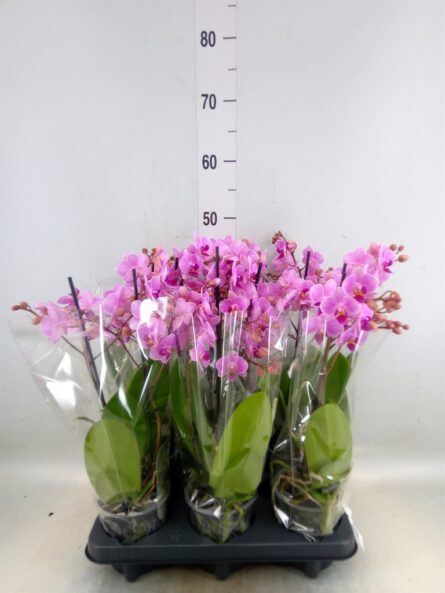 phal multifleurs