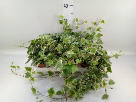 hedera p13