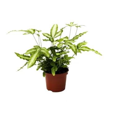 pteris p9