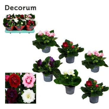 gloxinia