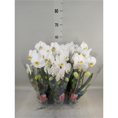 phal cascade blanc promo