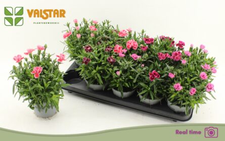 dianthus oscar
