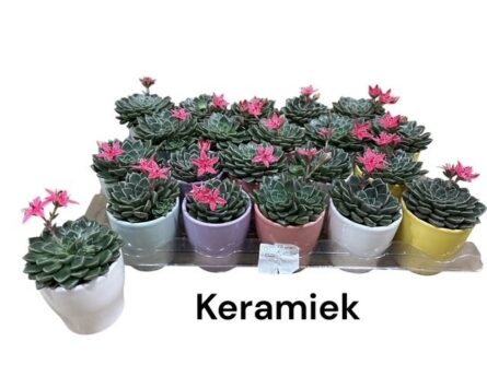 graptopetalum