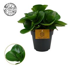 peperomia vert
