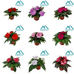 impatiens