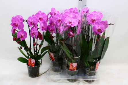 phal cascdes 2 br violet