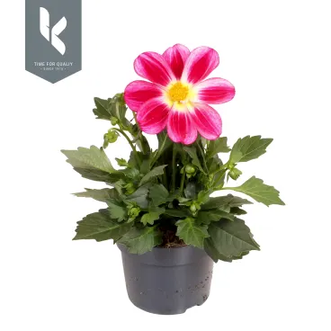 dahlia p12