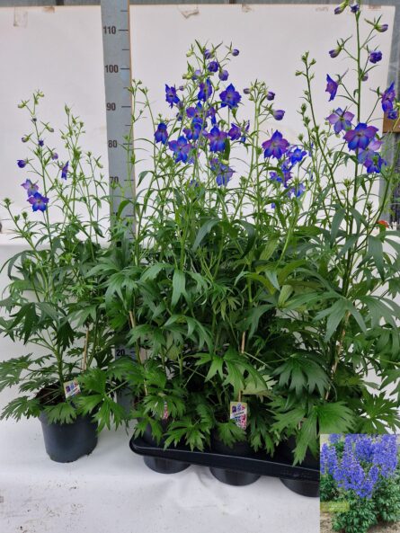 delphinium