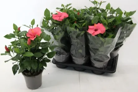 hibiscus p17 rose