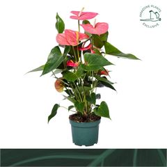 anthurium rose p17