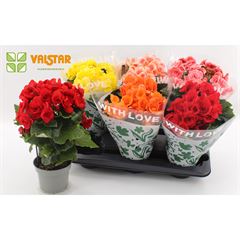 begonia