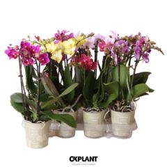 phal p9 promo