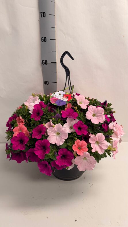 petunia suspension