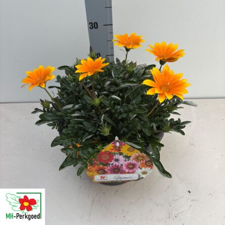 gazania coupe