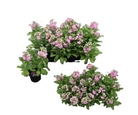 giroflée rose