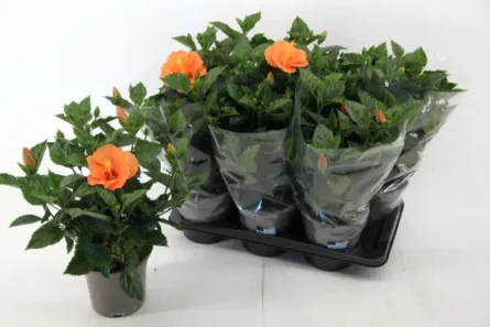 hibiscus p17 orange