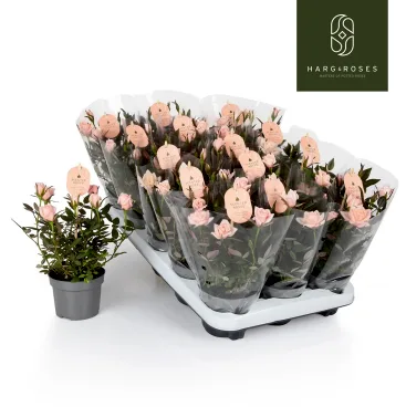 rosier parfume